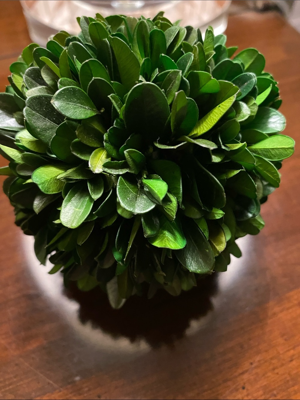 Preserved Boxwood Decorative Accent Ball - Green - Picture 3 of 3